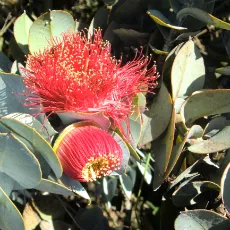 魅力その3 圧巻!カラフルな野の花の饗宴